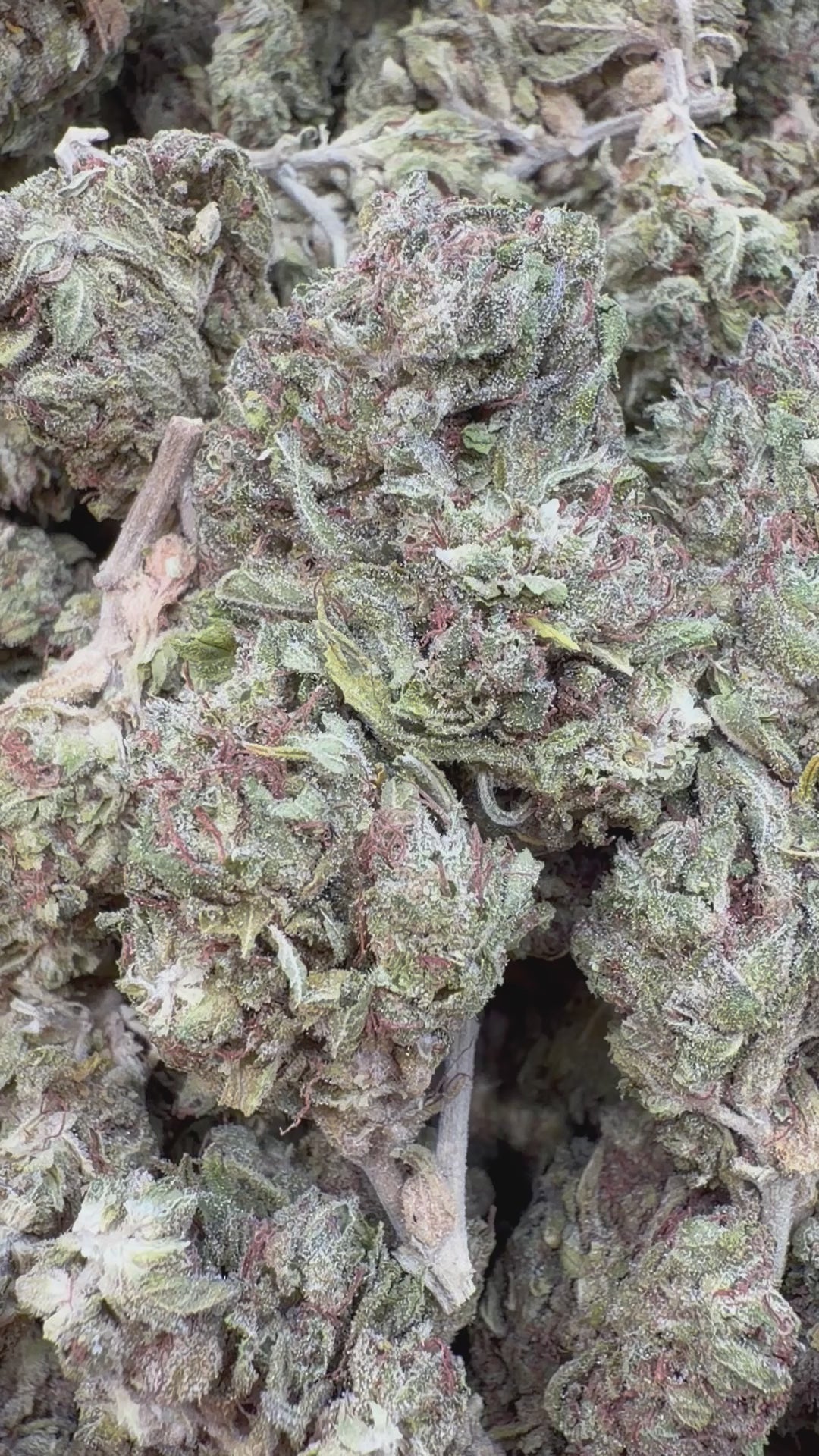 Load video: Space Runtz - Bulk - Hybrid