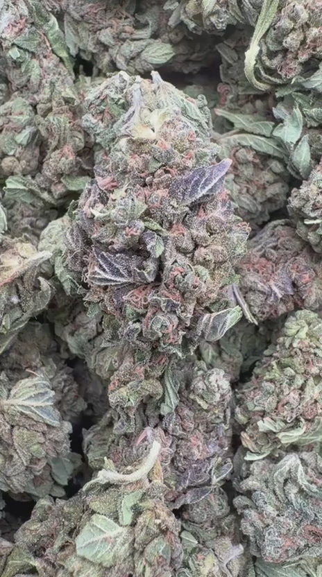Load video: Mochi Gelato - Bulk - Indica