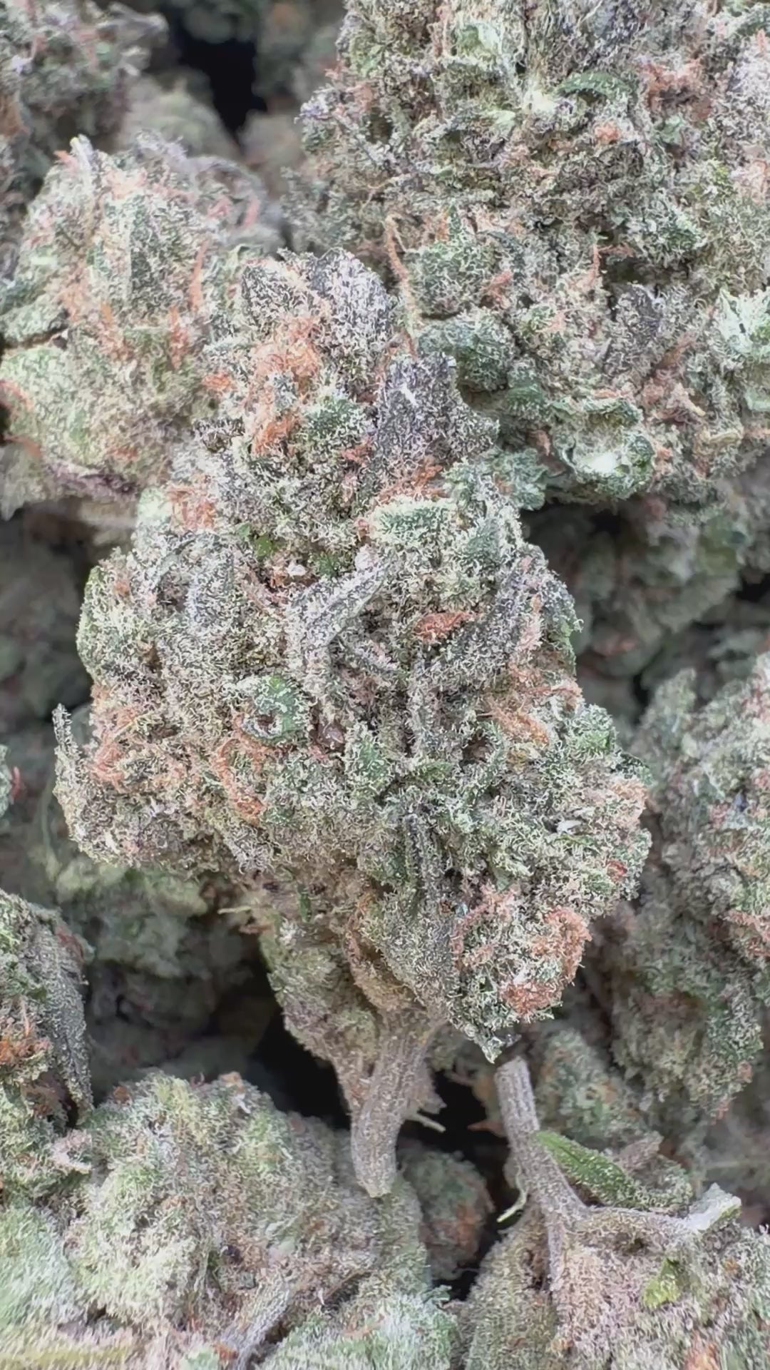 Load video: Blue Dream Indoor - Bulk - Sativa