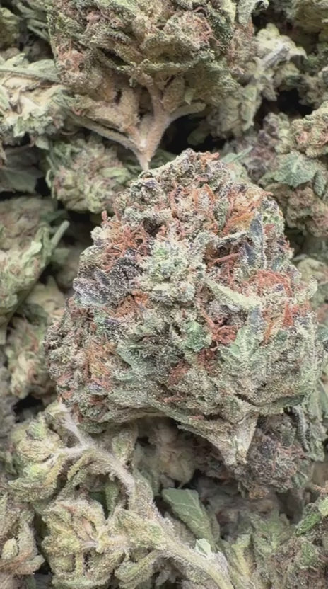 Load video: Wedding Crasher - Bulk - Hybrid