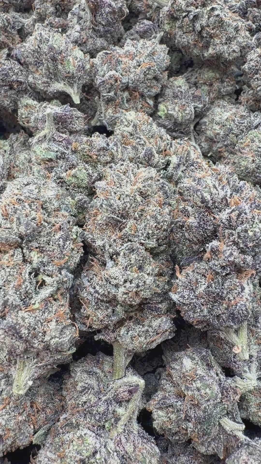 Load video: Grape Ape Indoor - Bulk - Hybrid