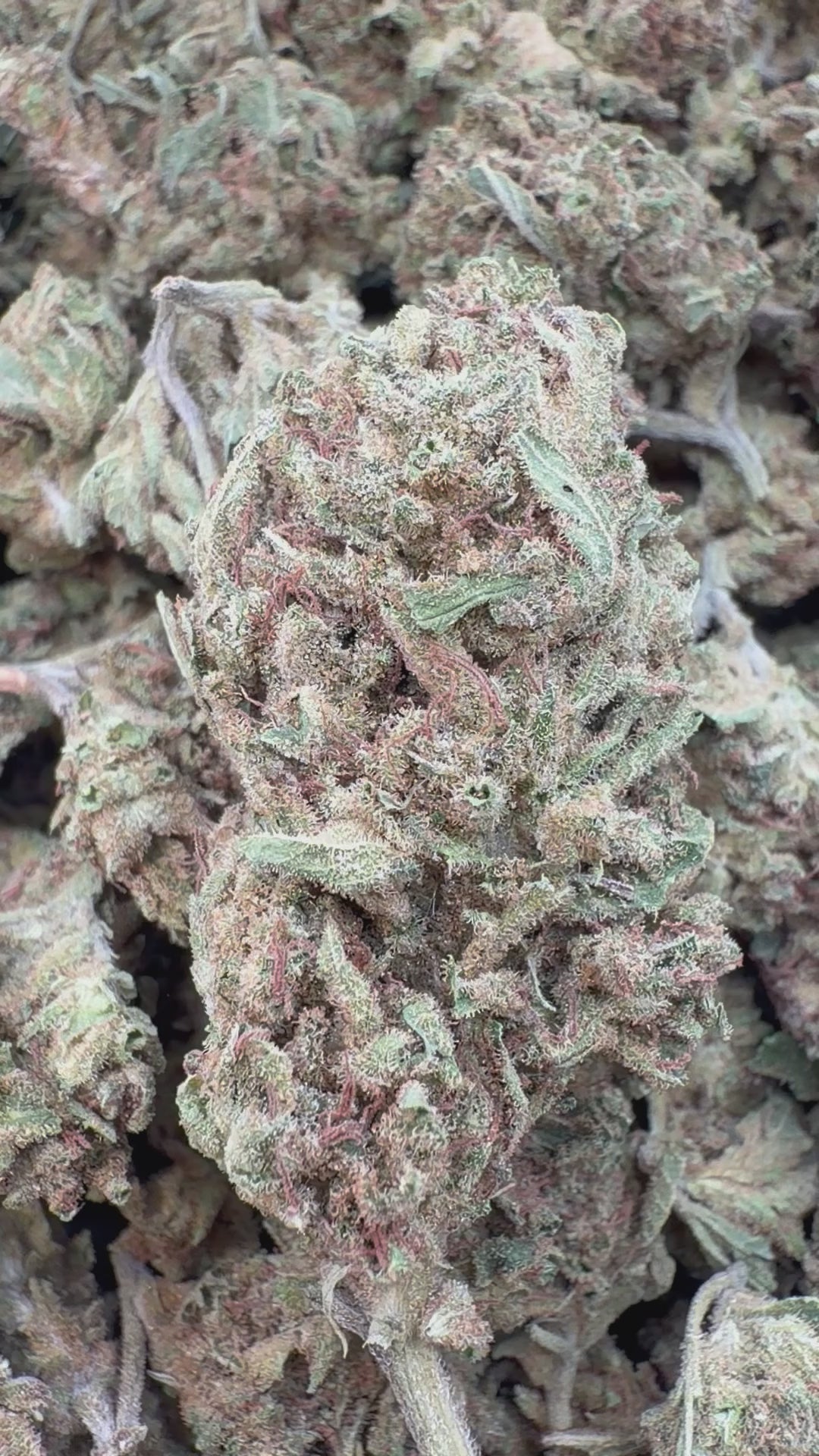 Load video: AK 47 - Bulk - Hybrid