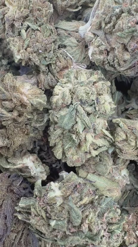 Load video: White Gelato - Bulk - Indica