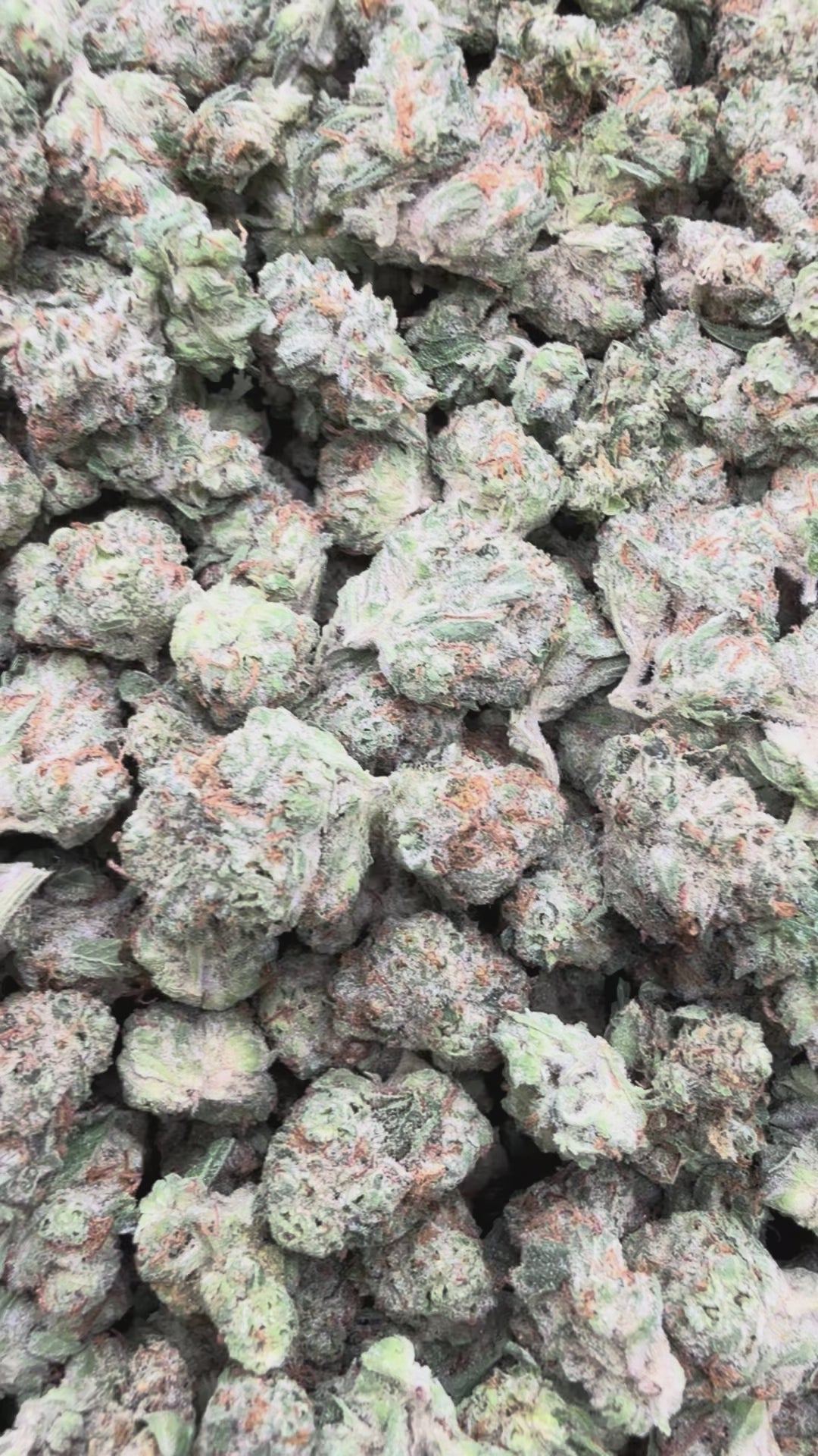 Load video: GMO Littles - Bulk Littles - Indica