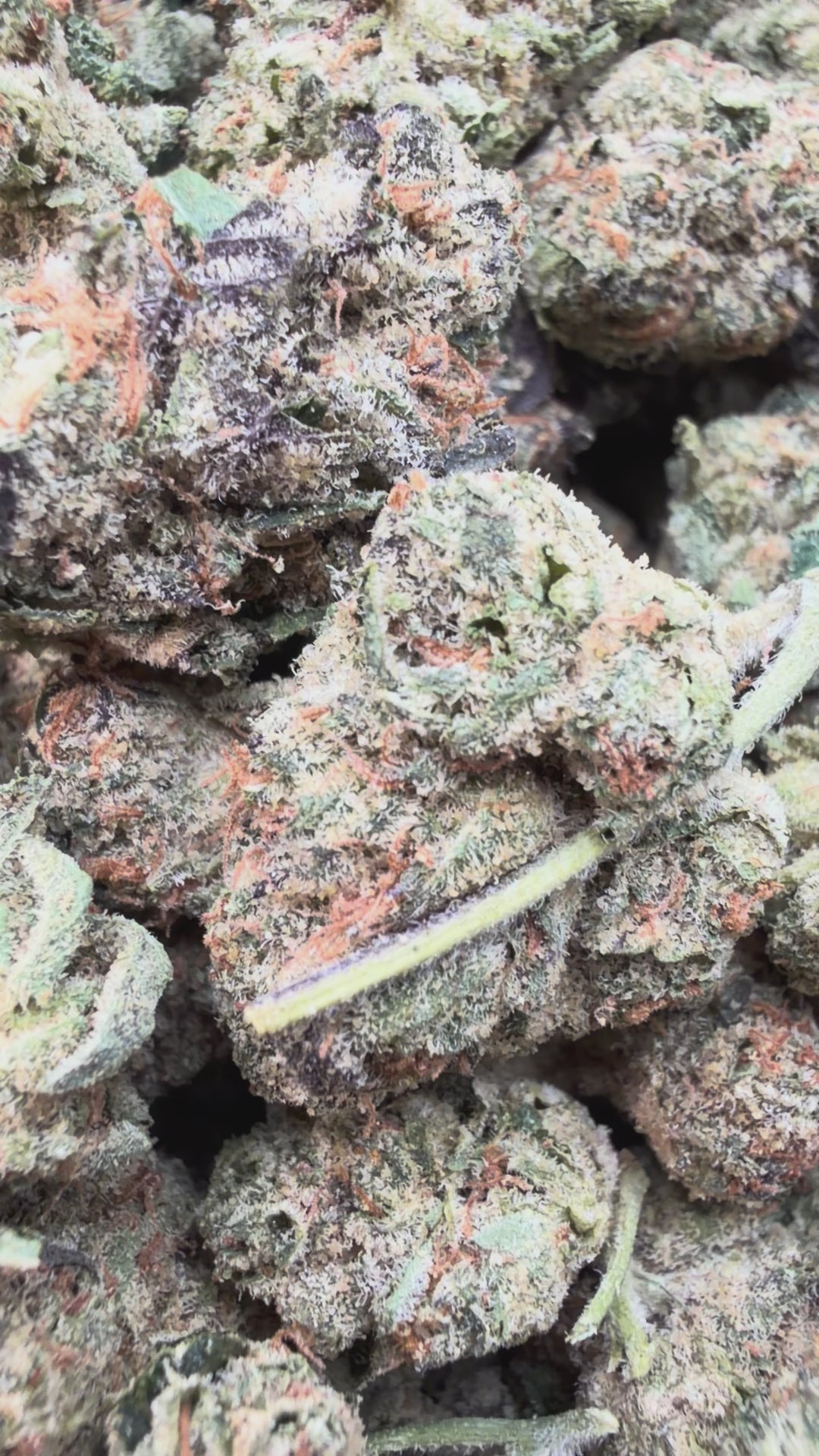 Load video: Sherbet &amp; Haze Mediums - Bulk Mediums - Sativa