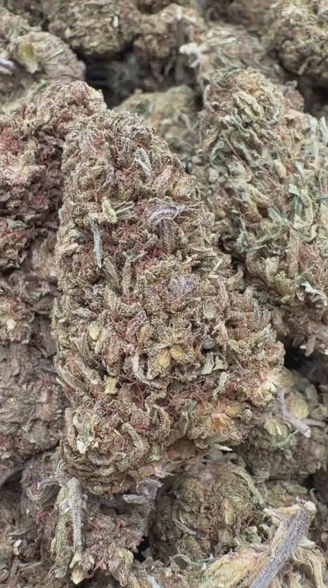 Load video: Citrus Skunk - Bulk - Hybrid