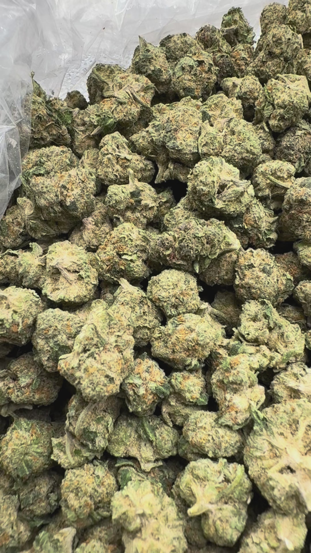 Load video: Lemonatti Littles - Bulk Littles - Sativa