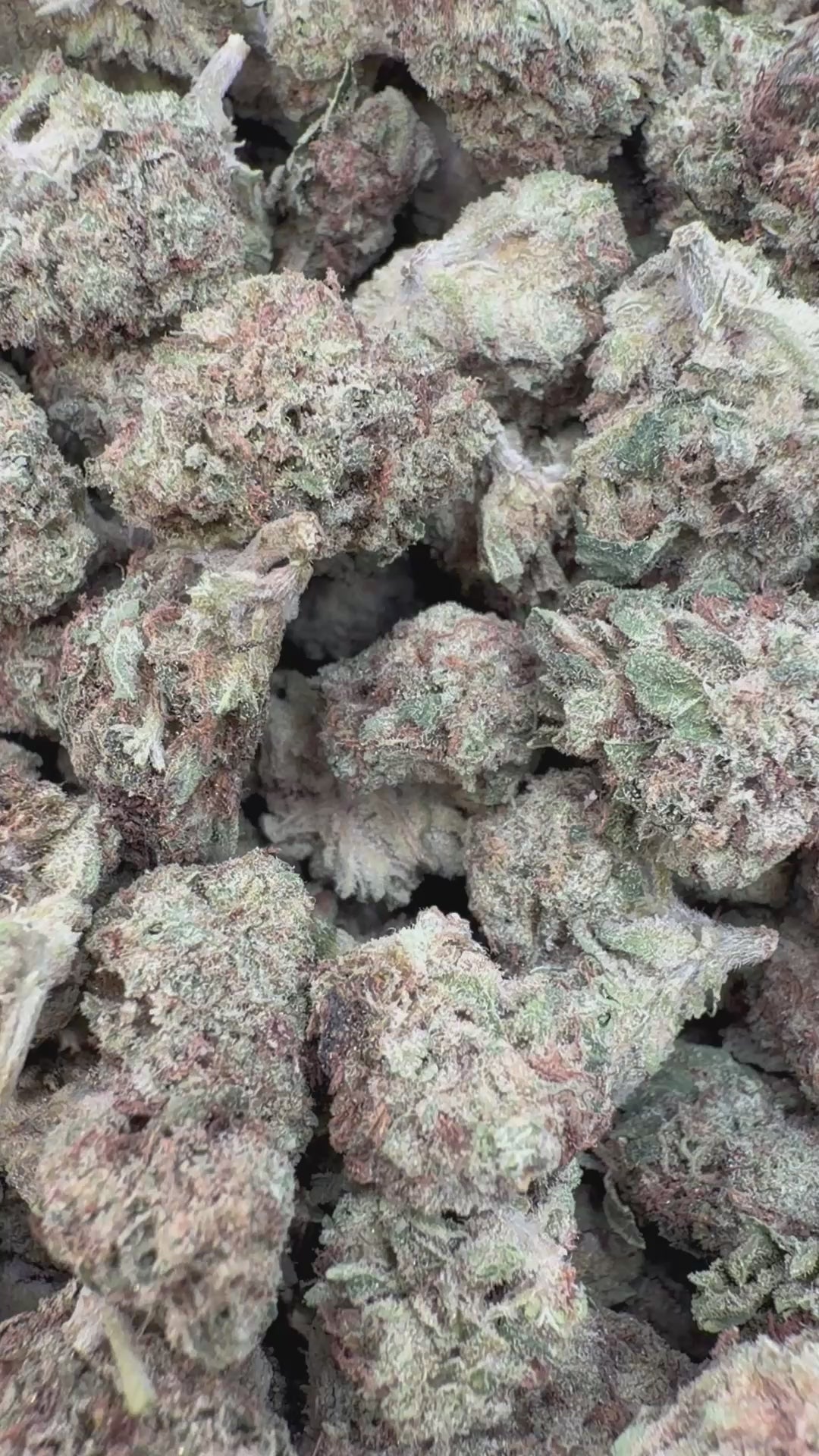 Cargar vídeo: Pastel de cereza - A granel - Híbrido