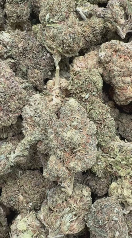 Load video: White Widow - Bulk - Hybrid
