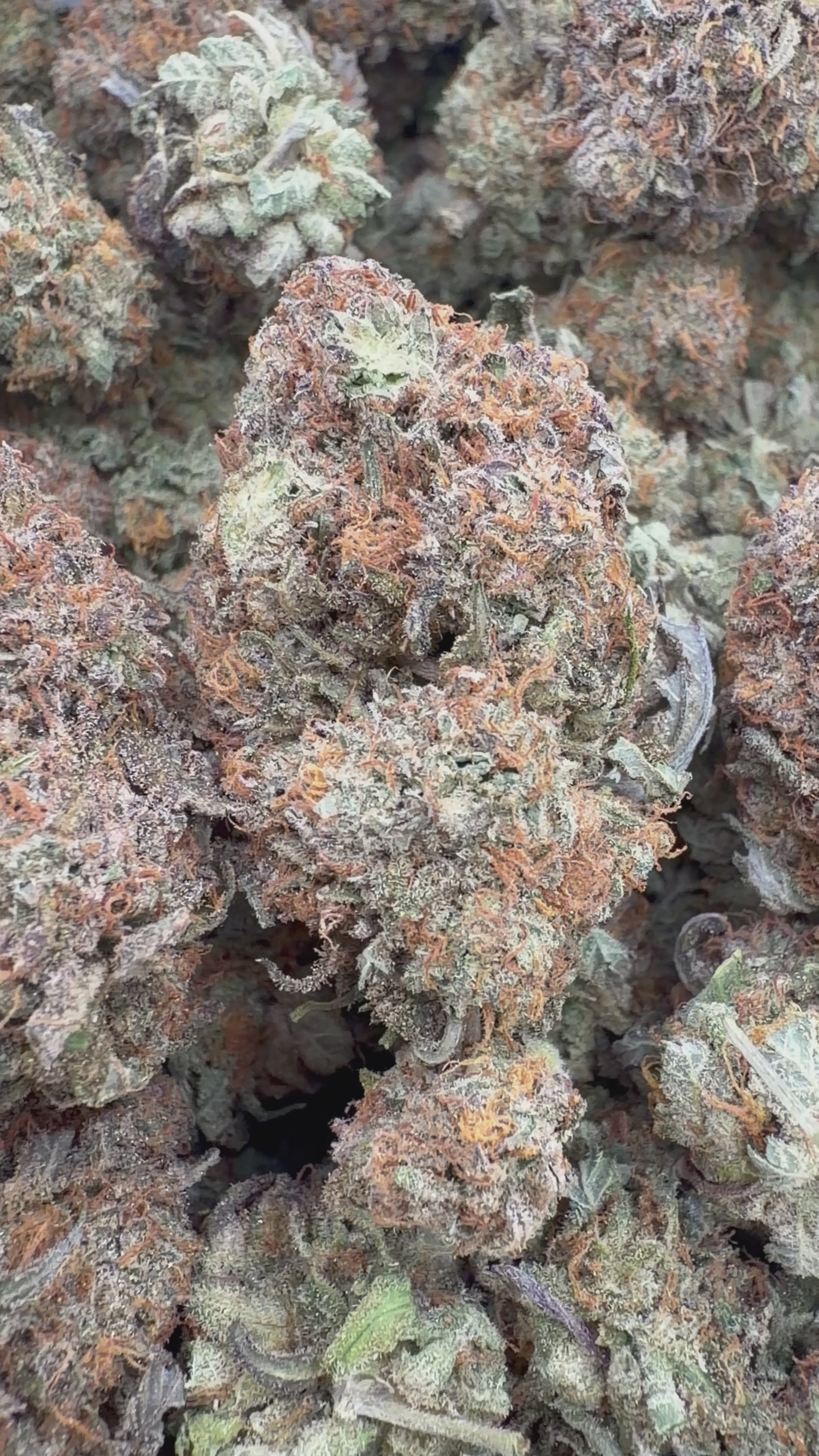 Cargar vídeo: Platinum Bubba - A granel - Índica