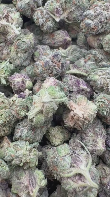 Load video: Ice Cream Cake Littles - Bulk Littles - Indica