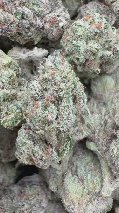 Load video: Motor Breath Indoor - Bulk - Indica