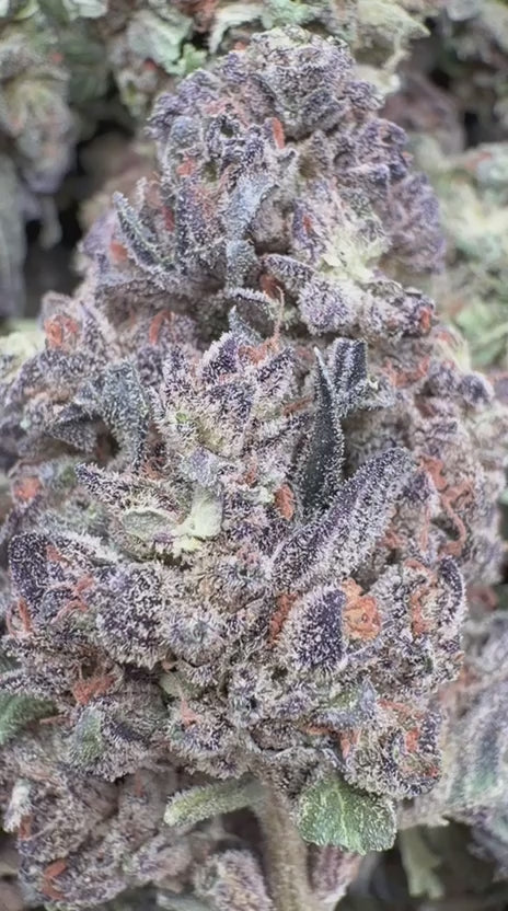 Load video: Lava Cake - Bulk - Indica