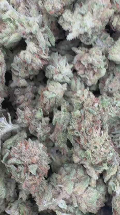 Load video: Caramel Apple Littles - Bulk Littles - Hybrid