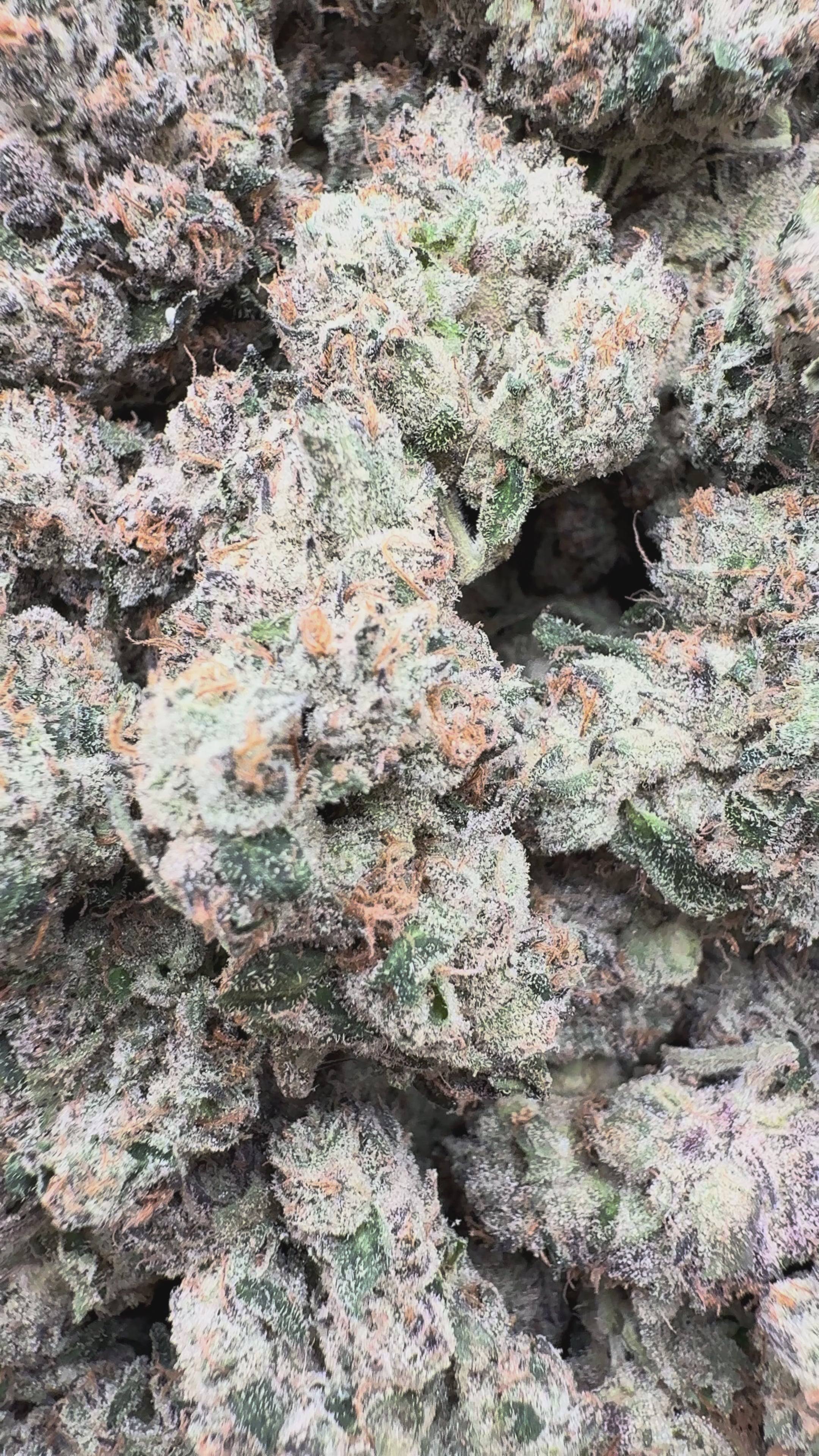 Load video: Elite Boutique Exotic Dark Matter - Bulk - Hybrid