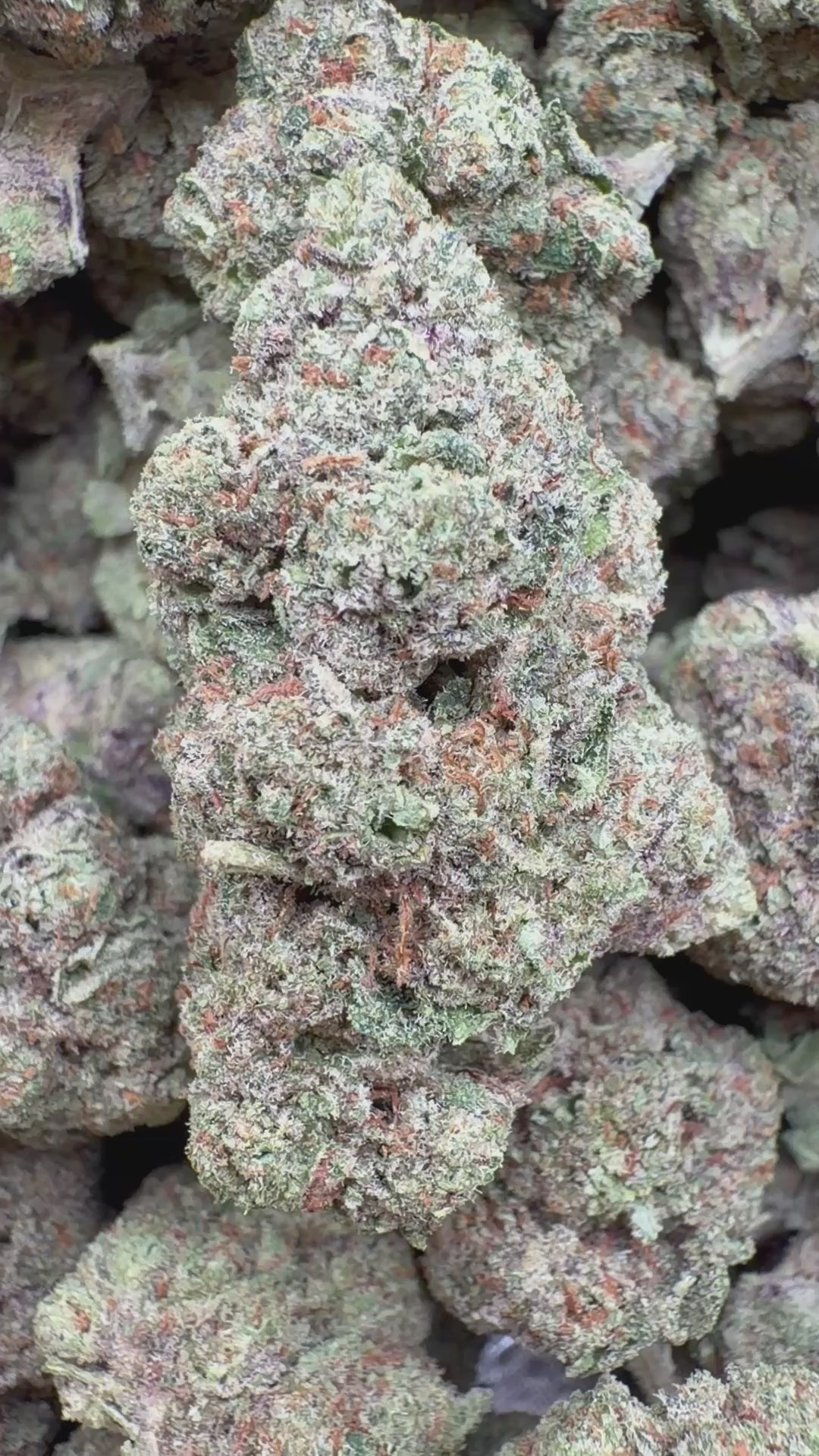 Load video: Biscotti Cake Indoor - Bulk - Hybrid