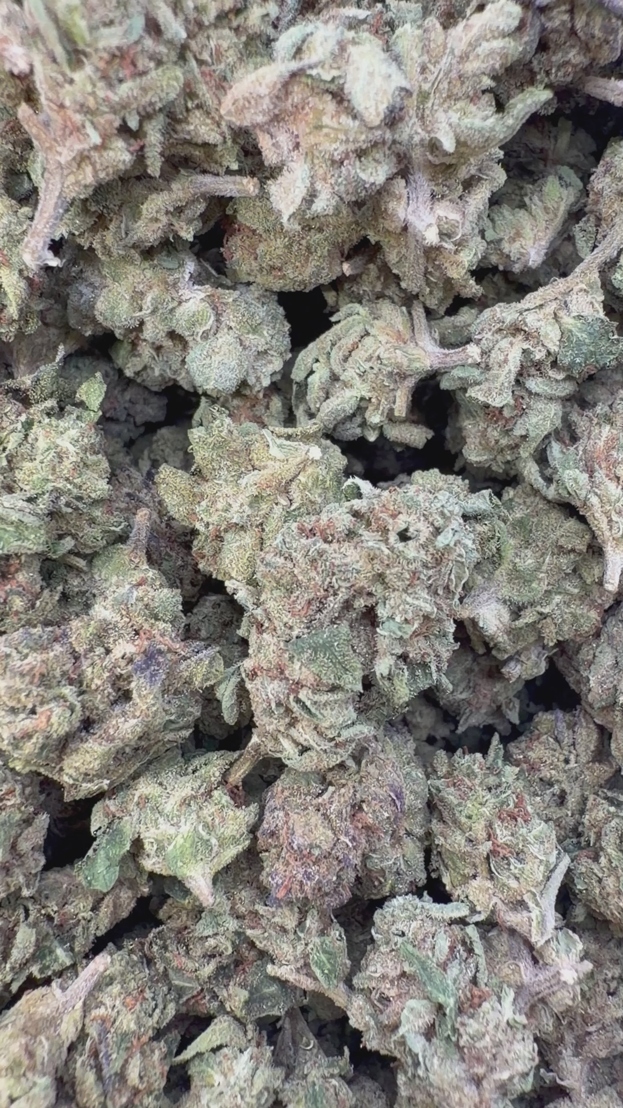 Load video: Maui Wowie Littles - Bulk Littles - Sativa