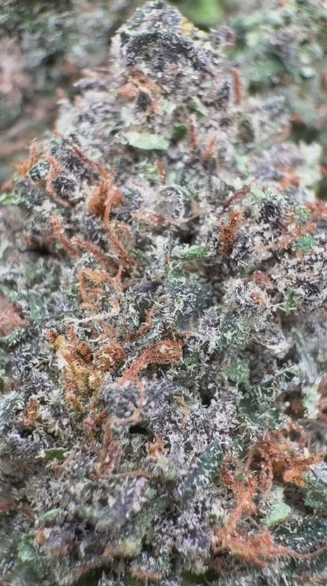 Load video: Hard Candy Indoor - Bulk - Indica