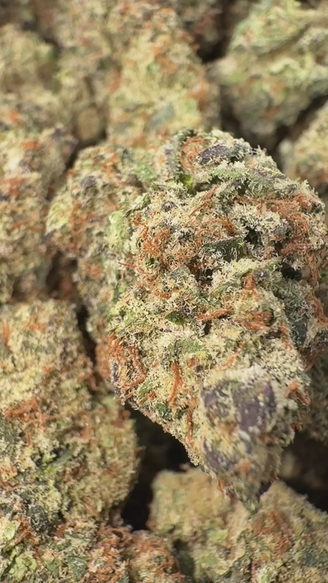 Load video: Icy Pop  - Bulk Tops - Hybrid