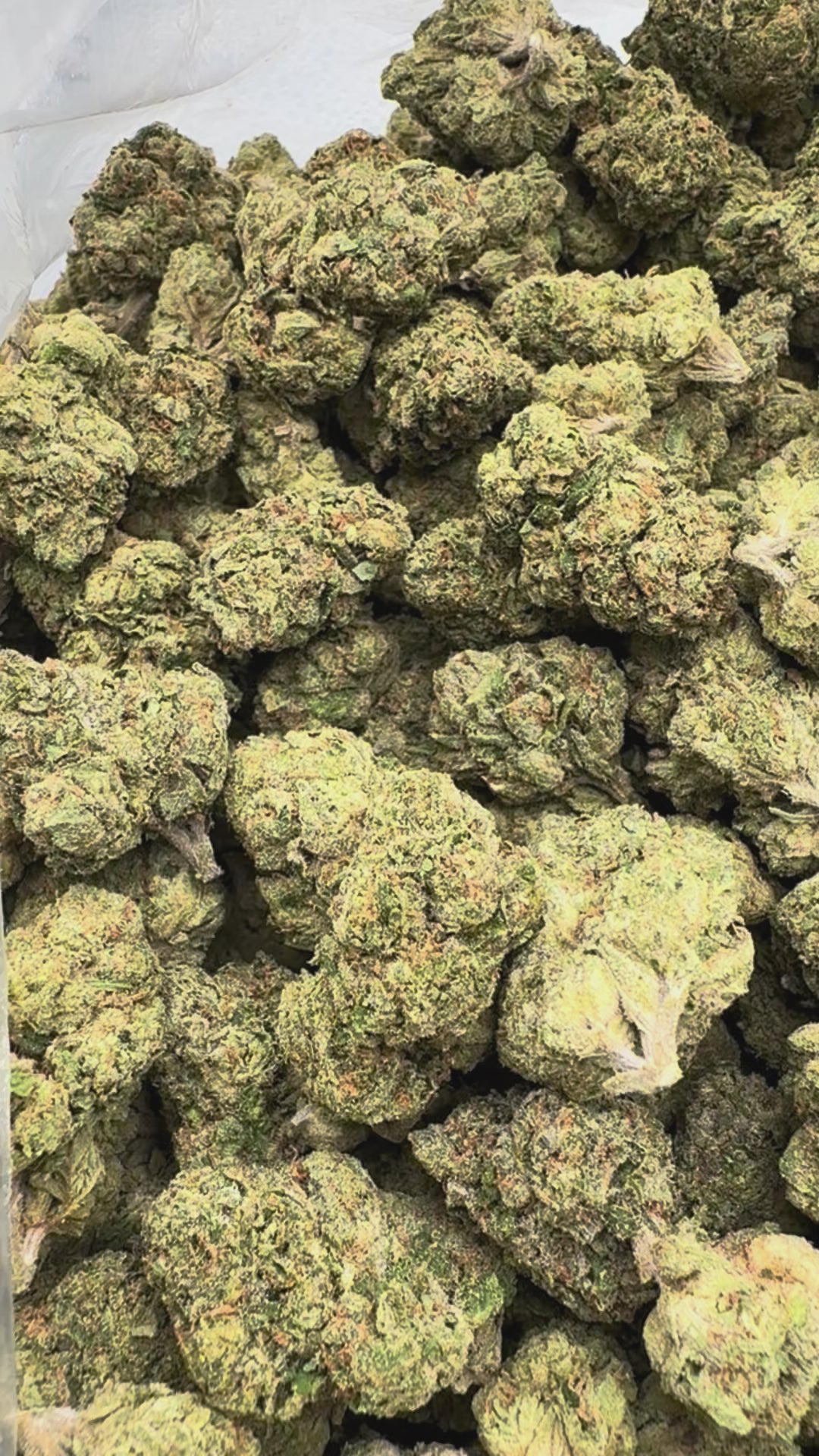 Load video: Red Runtz - Bulk - Indica