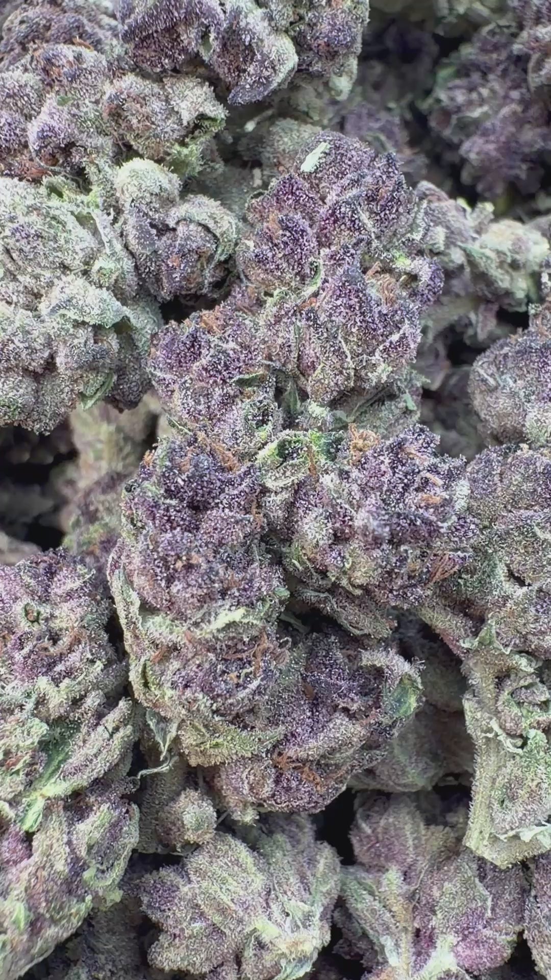 Load video: Trop Cherry - Bulk - Sativa