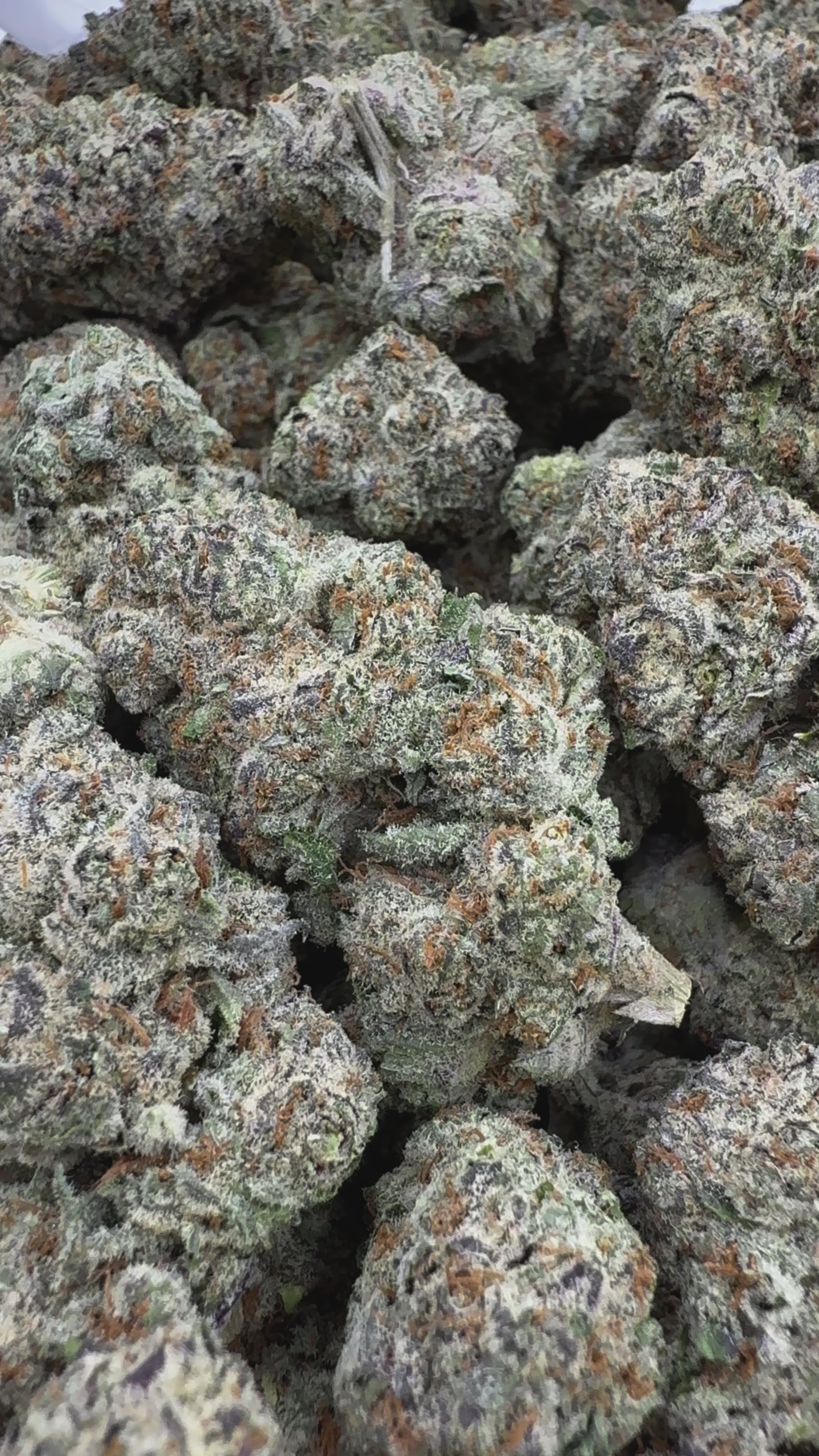 Load video: Lemon Cherry Gelato Runtz - Bulk - Hybrid
