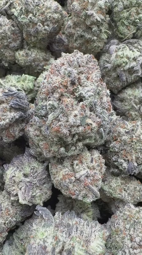 Load video: Gelato 41 Indoor - Bulk - Hybrid