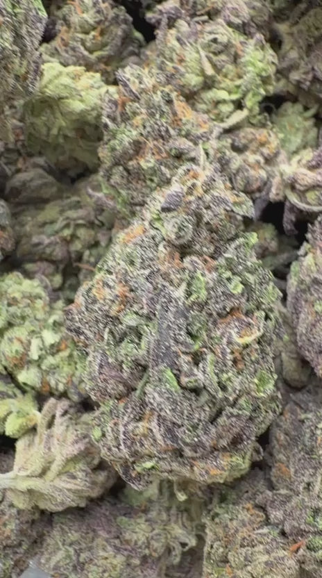 Load video: Oreoz Indoor - Bulk - Indica