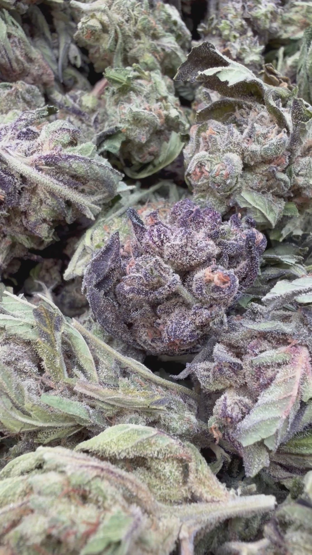 Load video: Banjerine - Bulk - Sativa