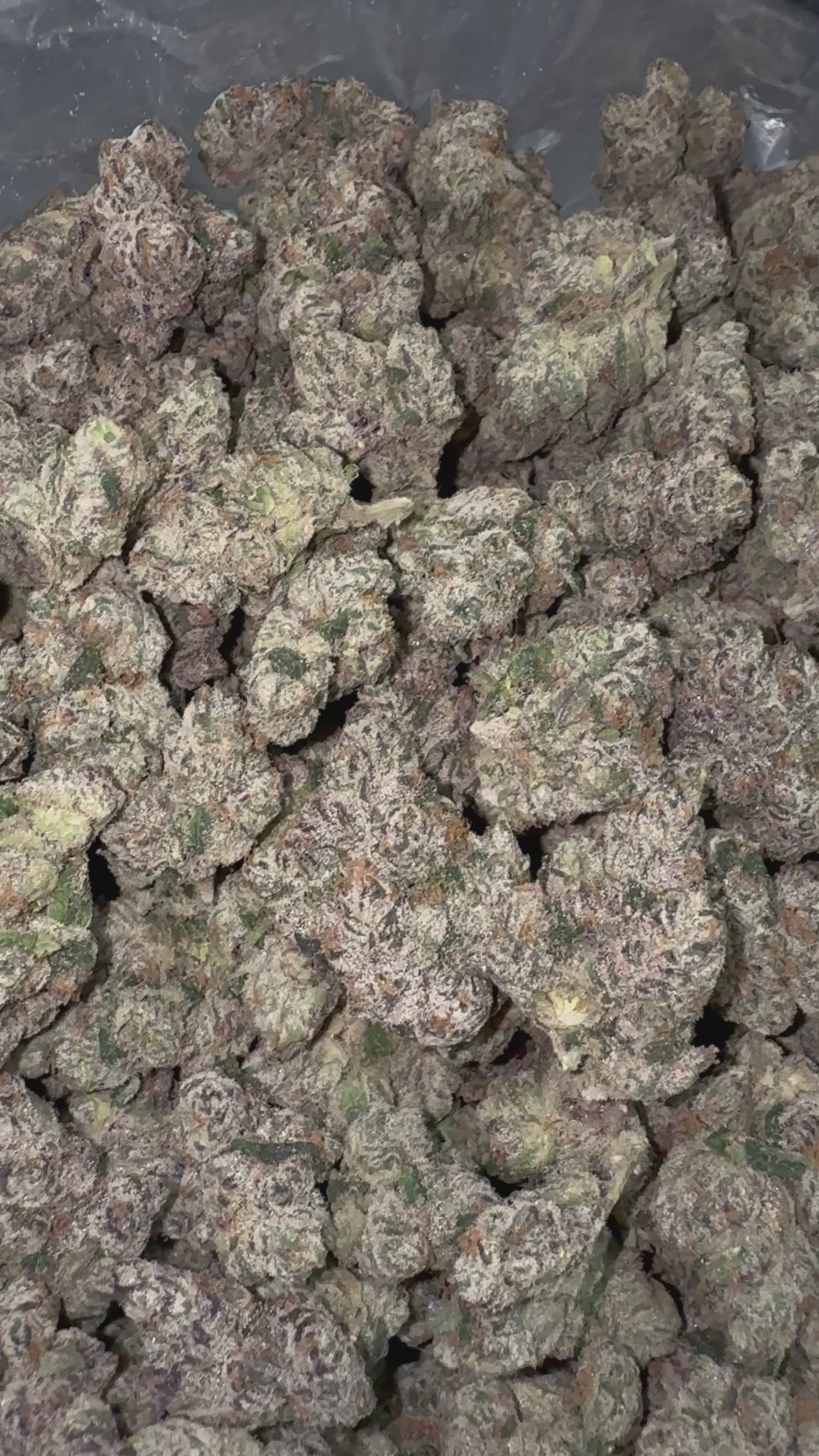 Load video: Elite Boutique Exotics White Cherry Gushers - Bulk - Hybrid