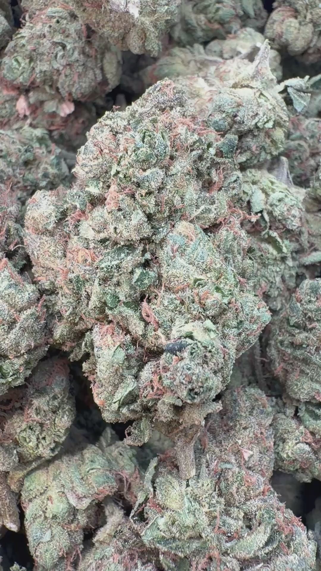 Load video: Orange Creamsicle Indoor - Bulk - Sativa