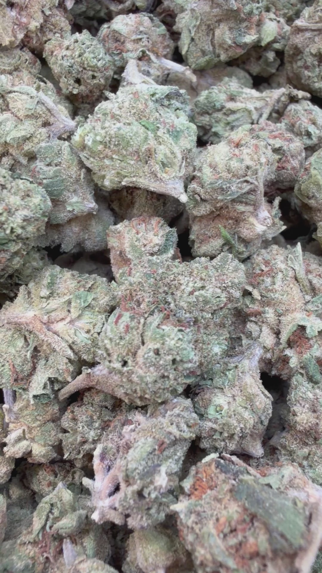 Load video: Double Runtz Littles - Bulk Littles - Hybrid