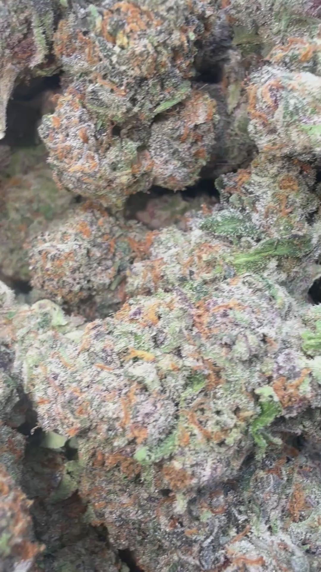 Load video: Gelato 41 - Bulk - Hybrid