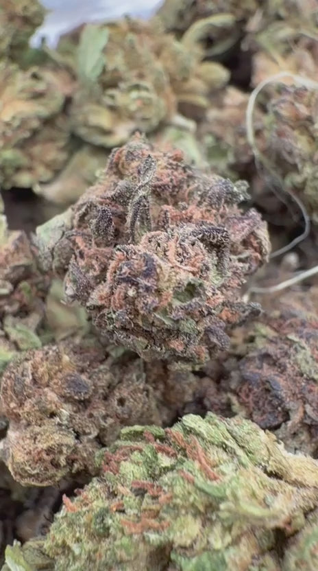 Load video: Midnight Phonk - Bulk - Indica