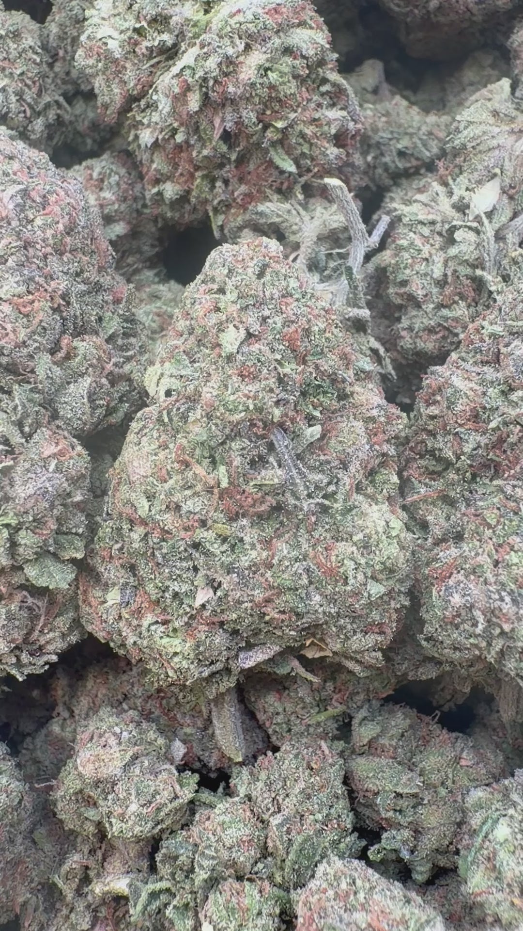 Cargar vídeo: Candy Runtz - A granel - Híbrido