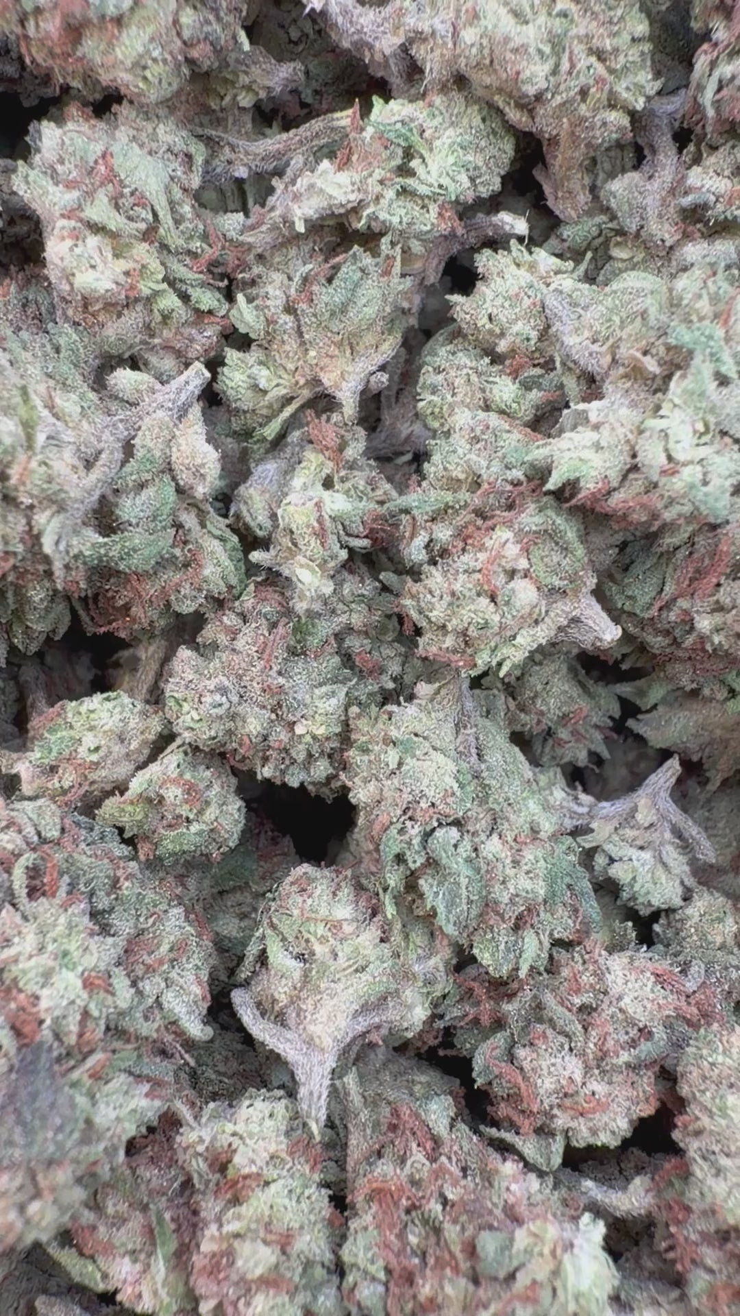 Cargar vídeo: Aliento de hamburguesa - A granel - Indica