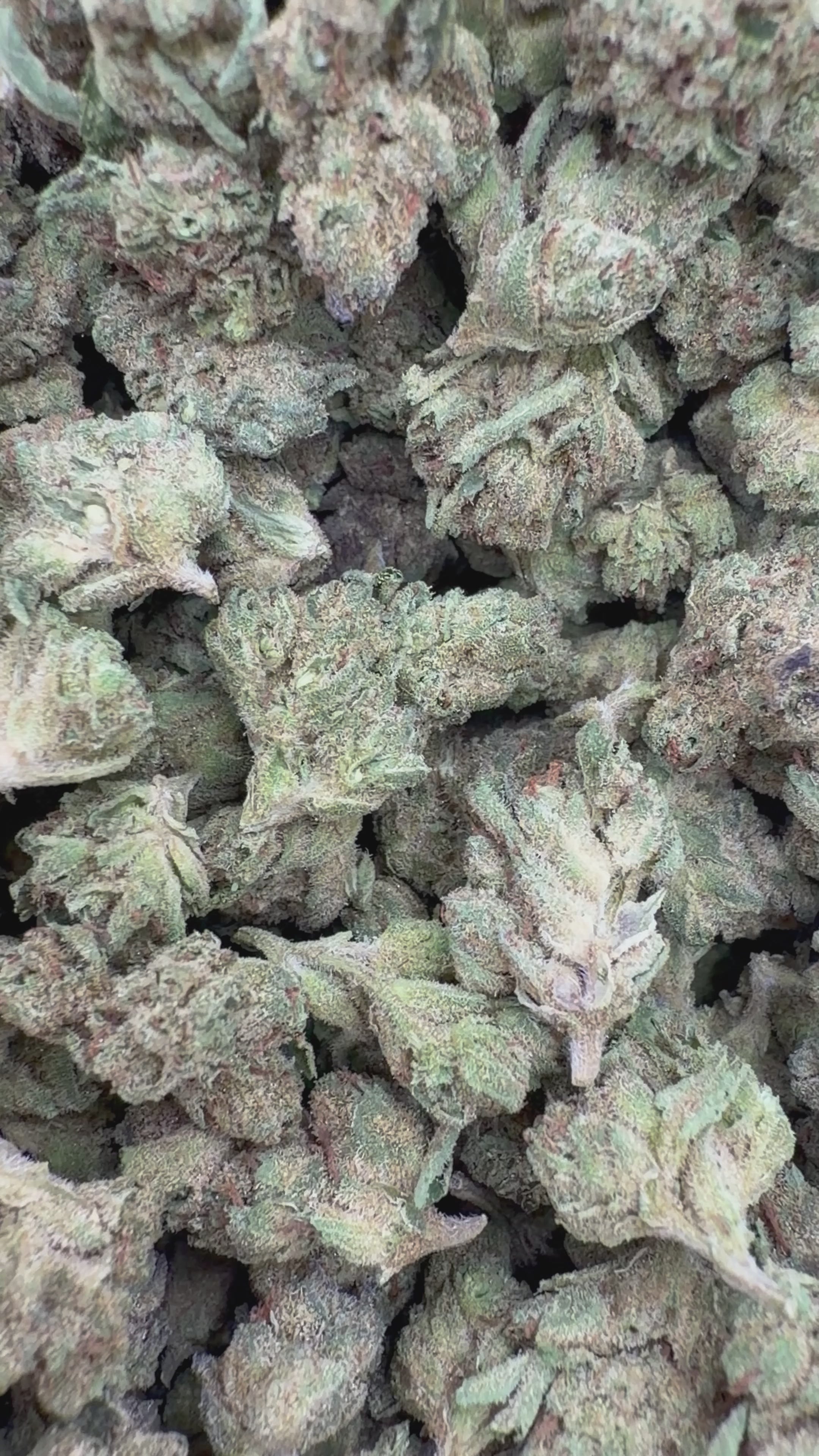 Load video: Galactic Runtz Littles - Bulk Littles - Indica