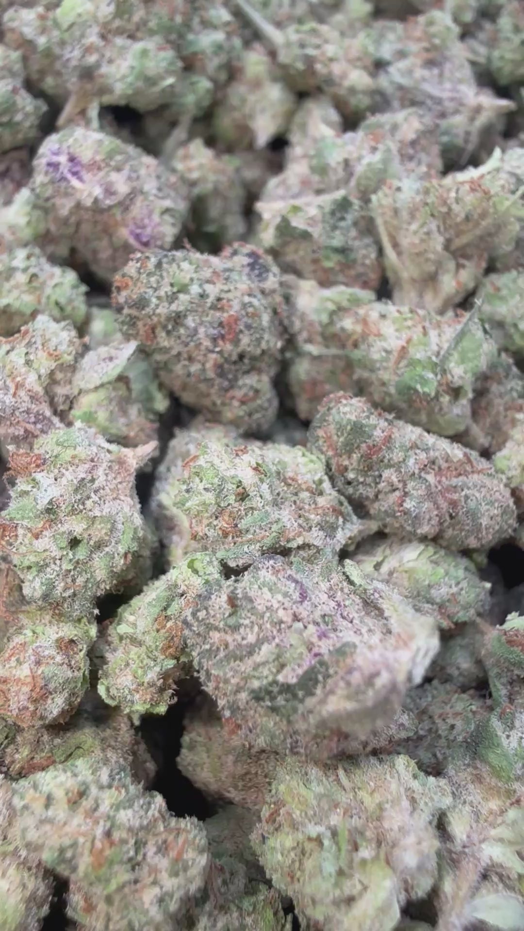 Load video: White Nerds Littles- Bulk Littles - Hybrid