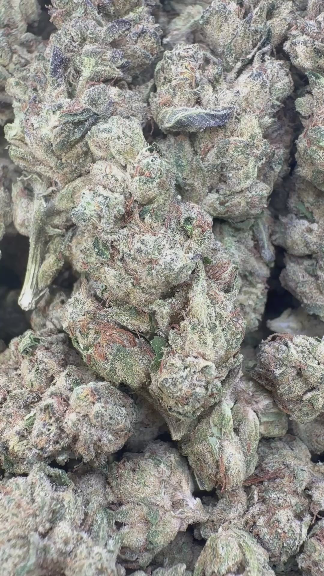 Load video: Wedding Cake Indoor - Bulk - Indica