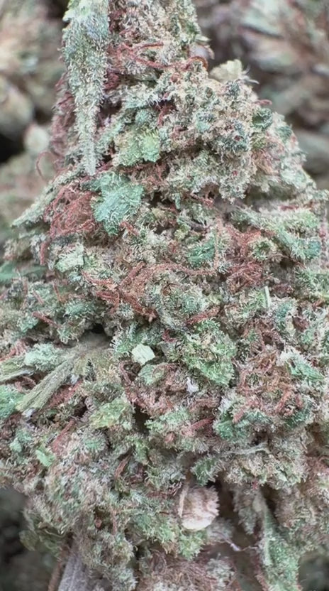Load video: Trainwreck - Bulk - Hybrid