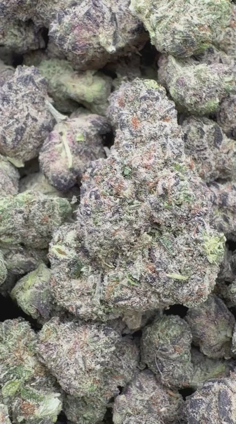 Load video: Purple Octane Indoor - Bulk- Indica