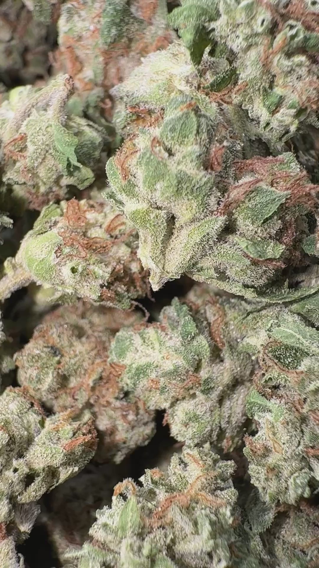 Load video: Garlic Cookies Littles - Bulk Littles - Indica