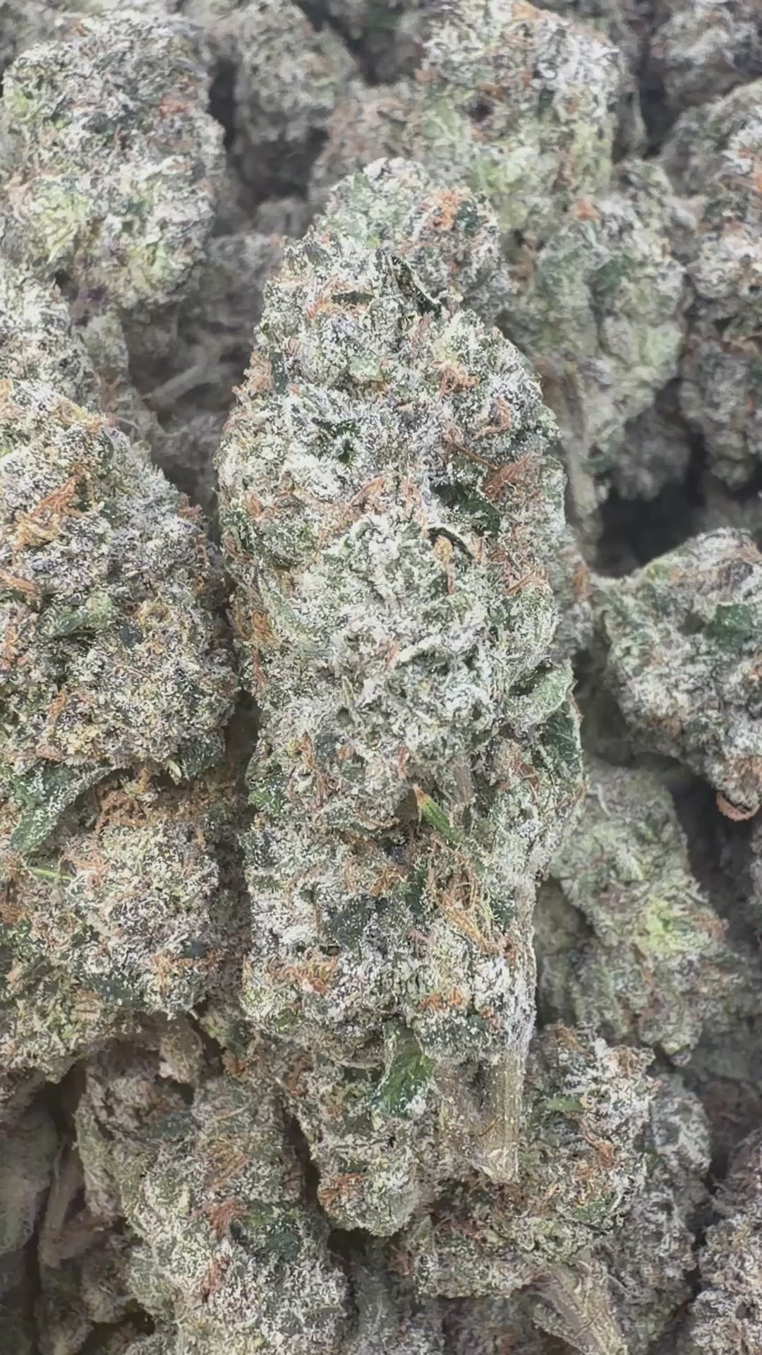 Load video: Red Runtz Indoor - Bulk - Indica