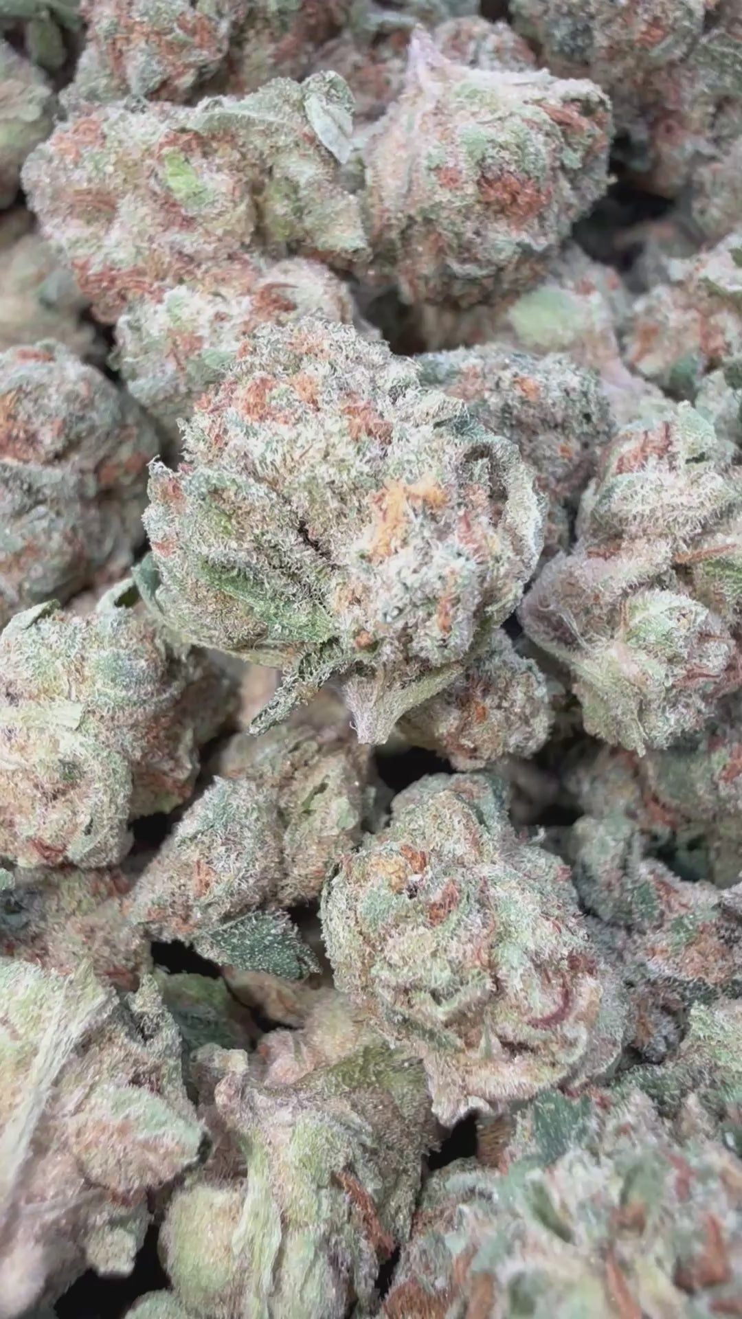 Load video: Barneys Biscotti Littles - Bulk Littles - Indica