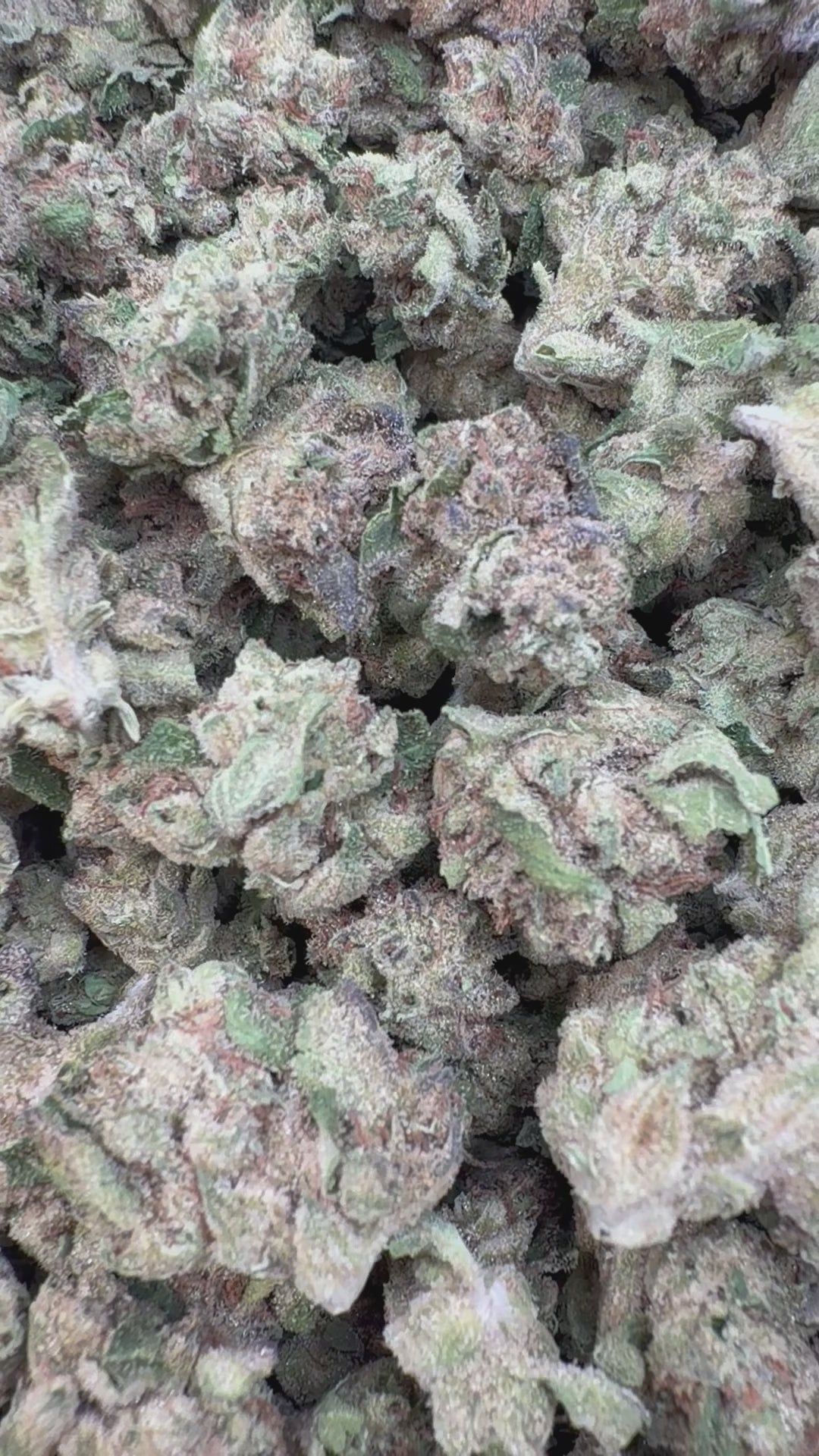 Cargar vídeo: Donutz Littles - Bulk Littles - Índica