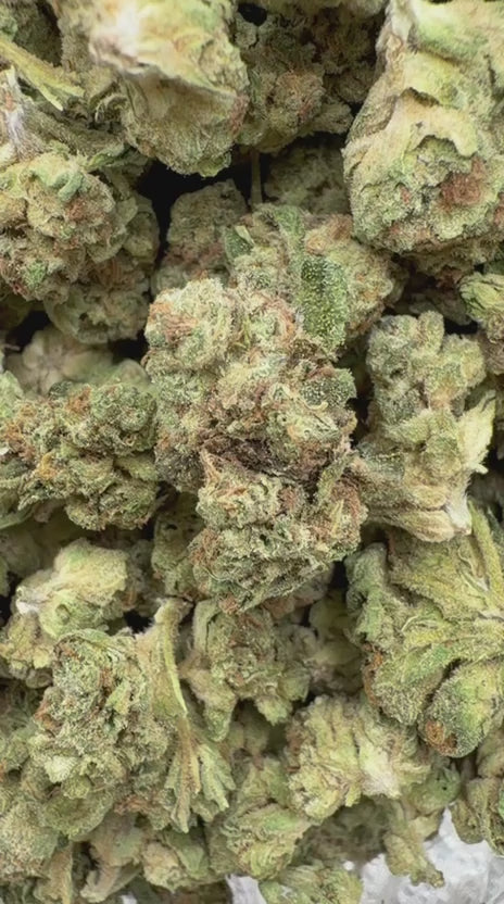 Cargar vídeo: Slurty Littles - Bulk Littles - Índica