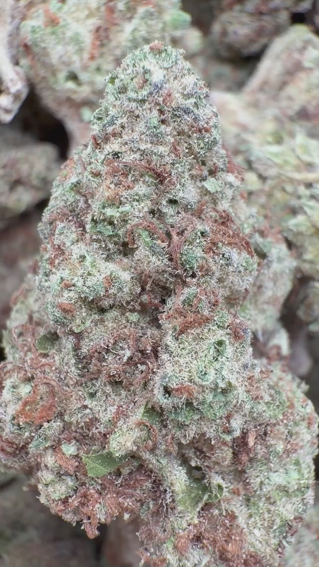 Cargar vídeo: Blue Punch - A granel - Indica