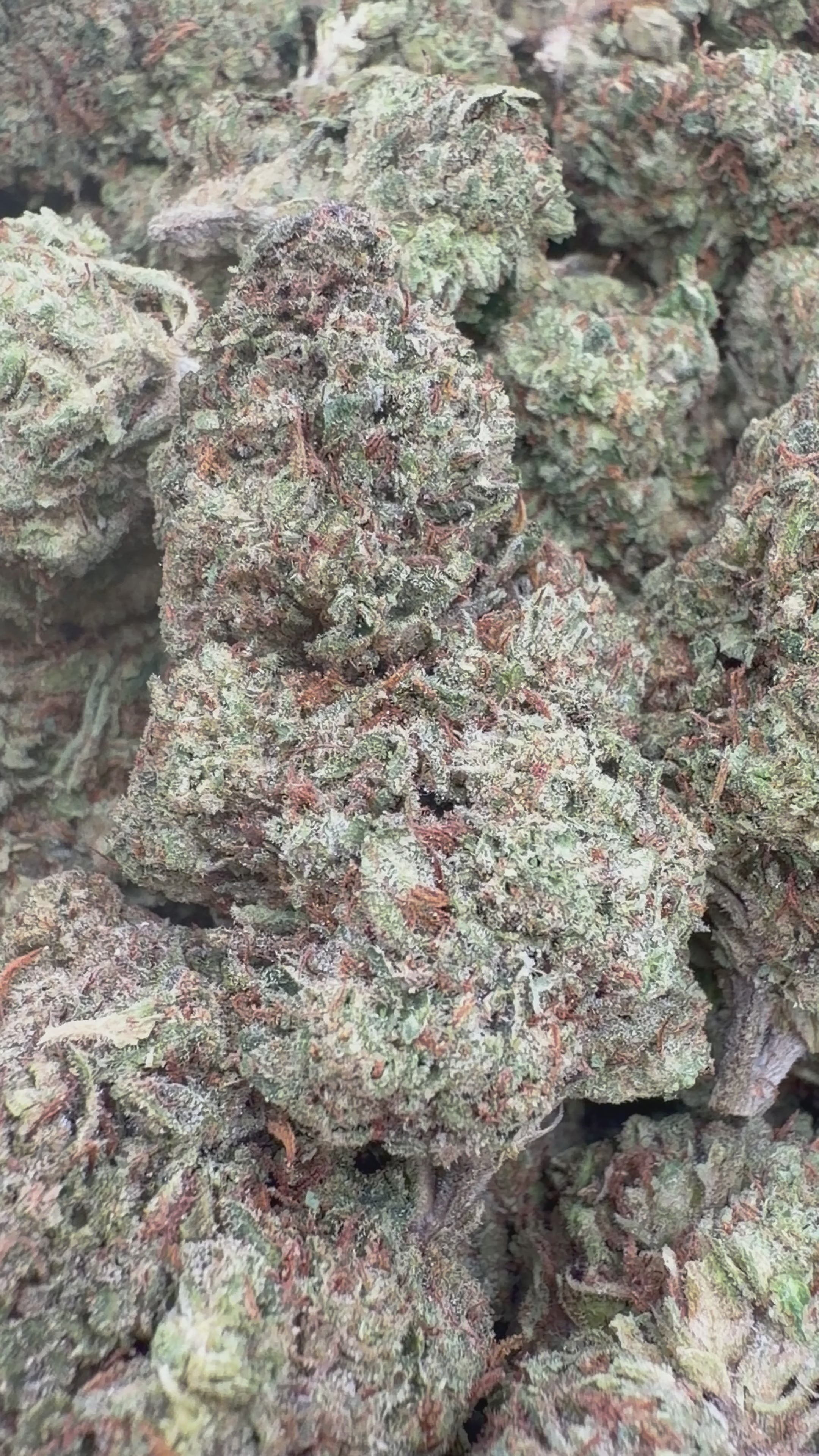 Load video: Oakland Runtz - Bulk - Hybrid