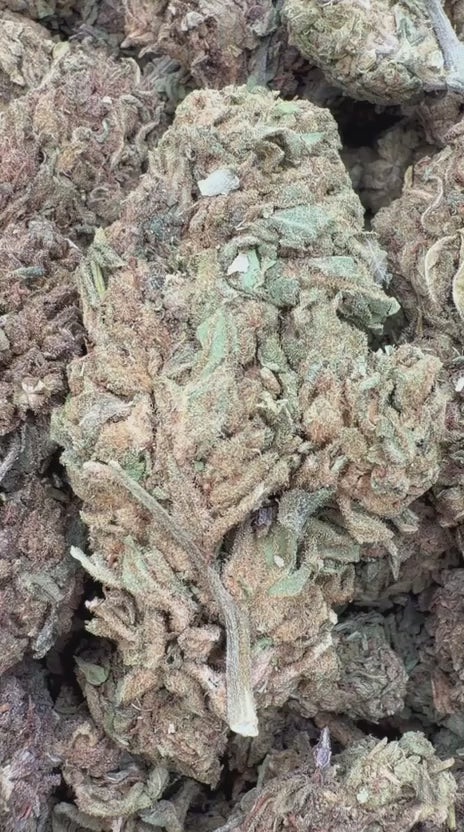 Load video: Winter Breath - Bulk - Hybrid