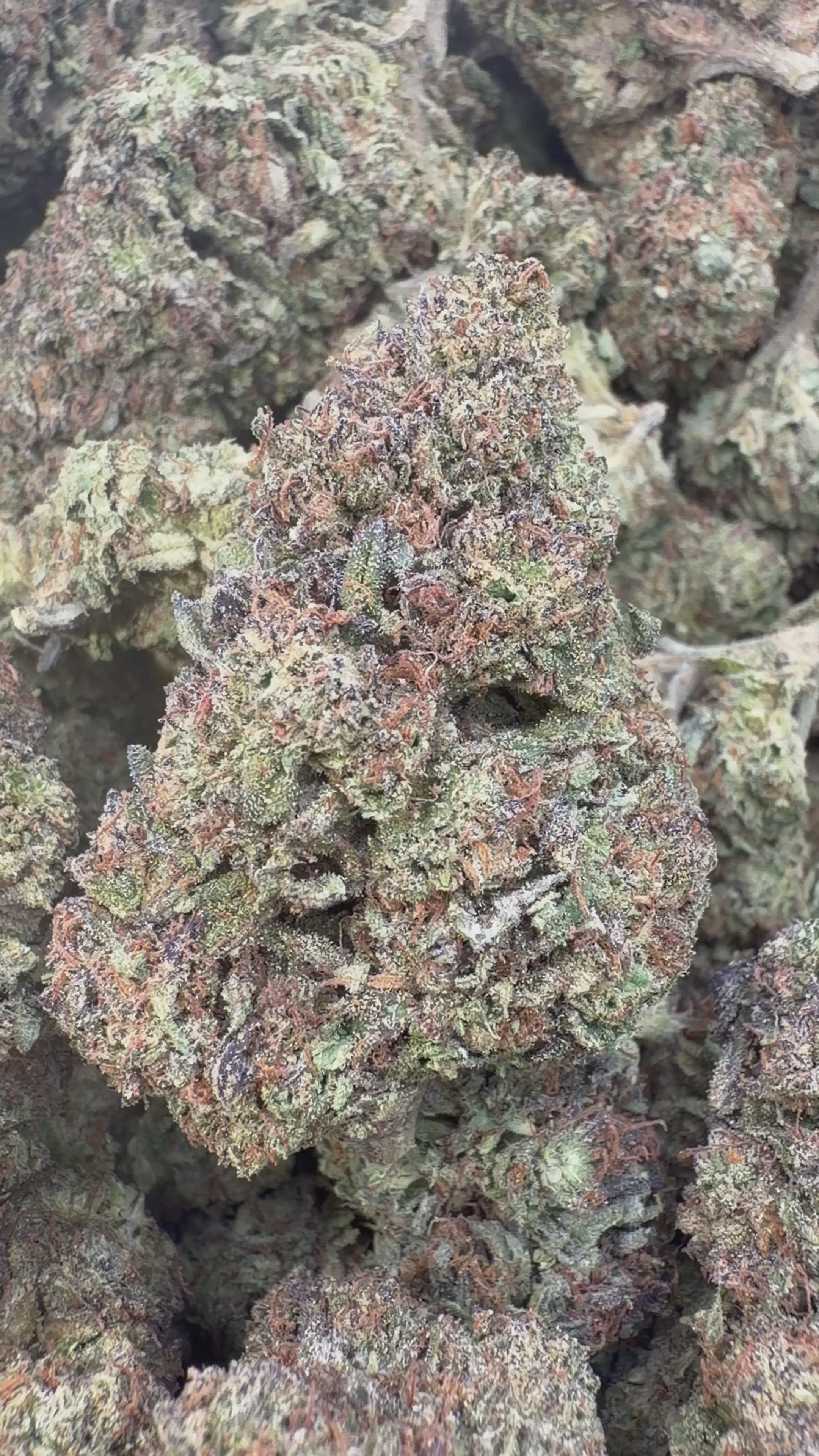 Load video: Lions Cake - Bulk - Hybrid